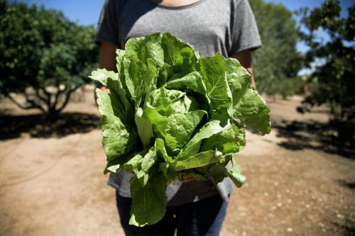 Picking romaine lettuce