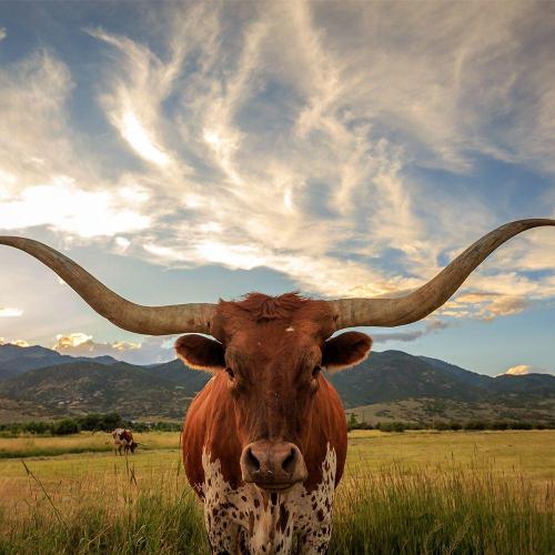 Texas longhorn steer
